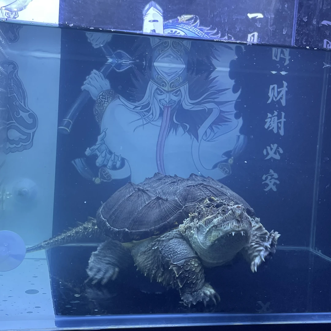 观赏龟佛鳄宠物龟