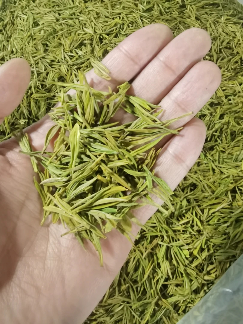 B5-2024正宗安吉黄金叶高山嫩芽正味豆香鲜爽回甘250g/500g