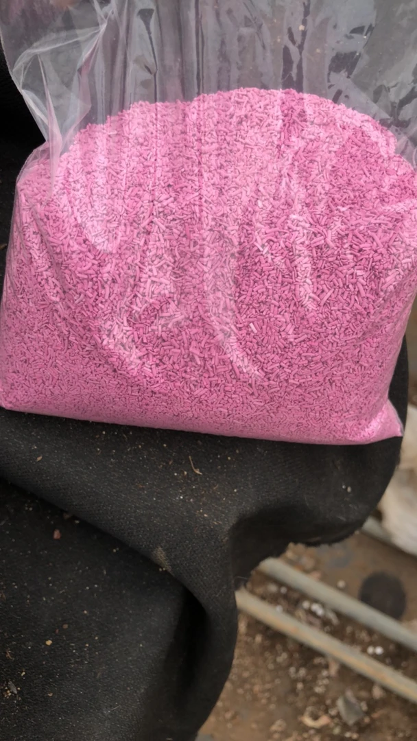 小粉一斤多肉植物