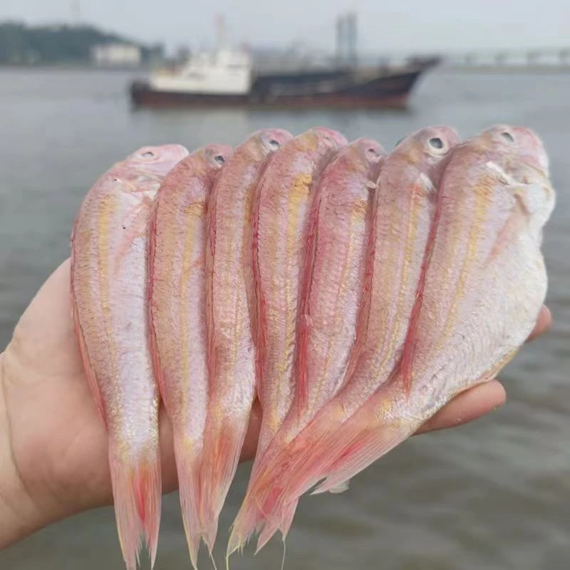 海冠船潮汕本港野生金线红鱼5斤，约7-8条/斤，三去杀好发货