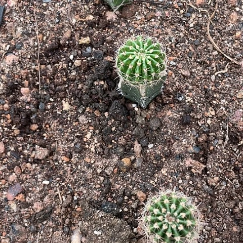 胡*兰袖普嫁接嘟嘟宝12号侧牙