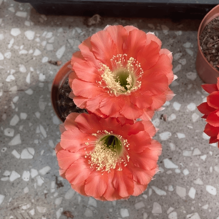 编号203摘花脱土发货