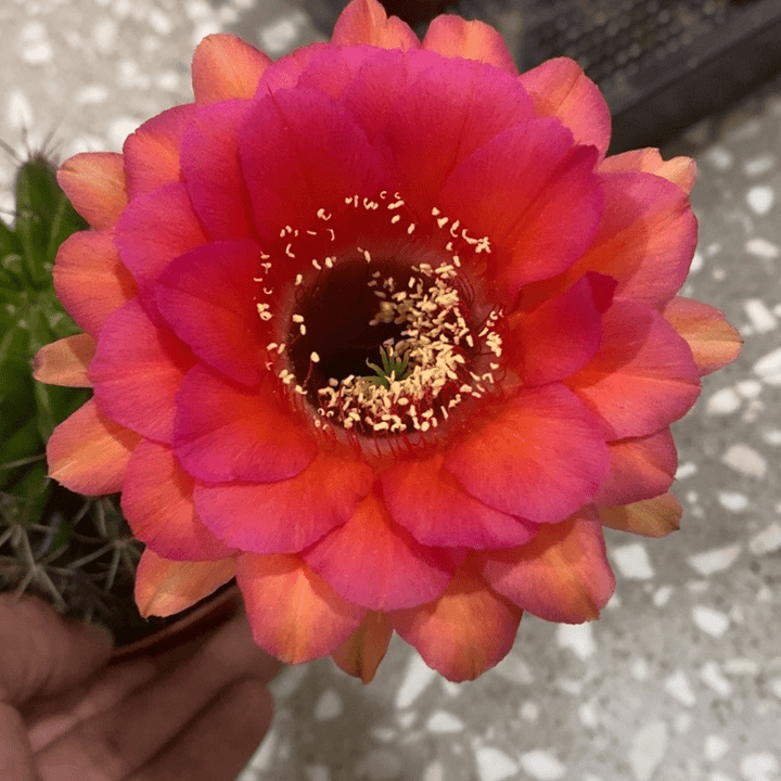 编号32摘花脱土发货