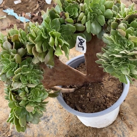 红玫瑰多肉缀05多肉