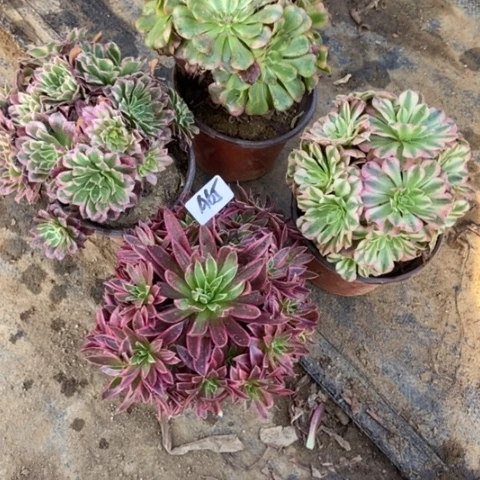 琼四科多肉小精致65多肉