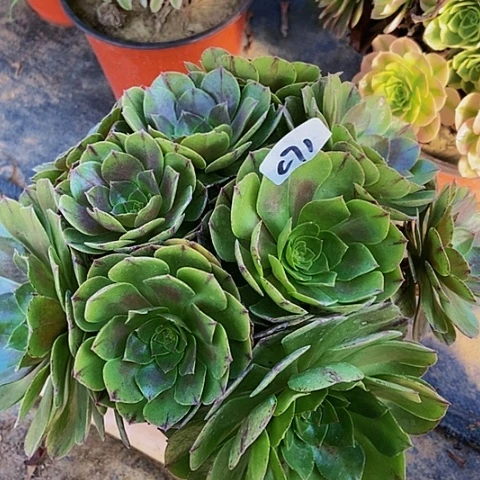 万拉丝多肉植物砍头朵朵多肉71多肉