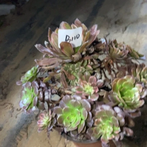 紫霞仙子阴阳多肉110不包断