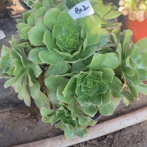 君美丽朵朵多肉12多肉两单包邮