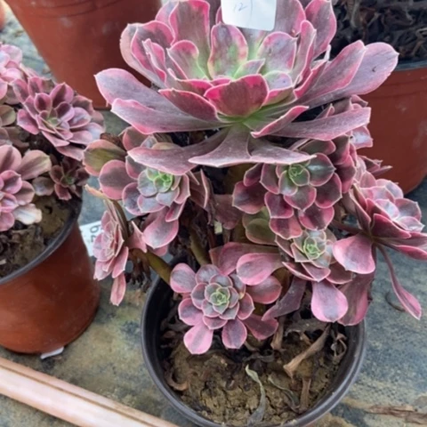 美杜莎多肉 127多肉---