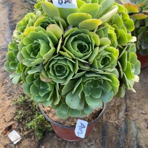 绿玫瑰多肉20多肉-