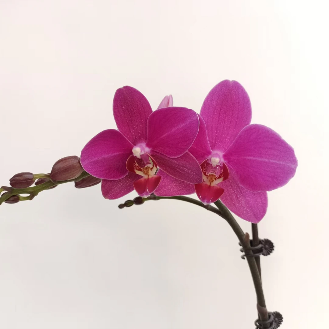 欢然花集蝴蝶兰（红蜻蜓）