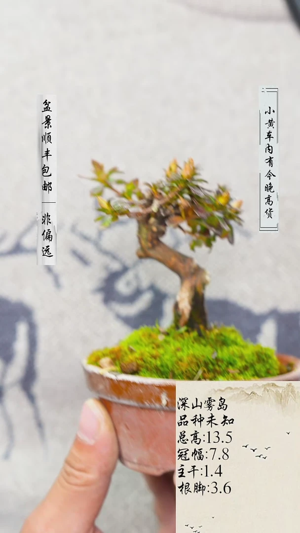 【闪购商品】-雾岛杜鹃-J62