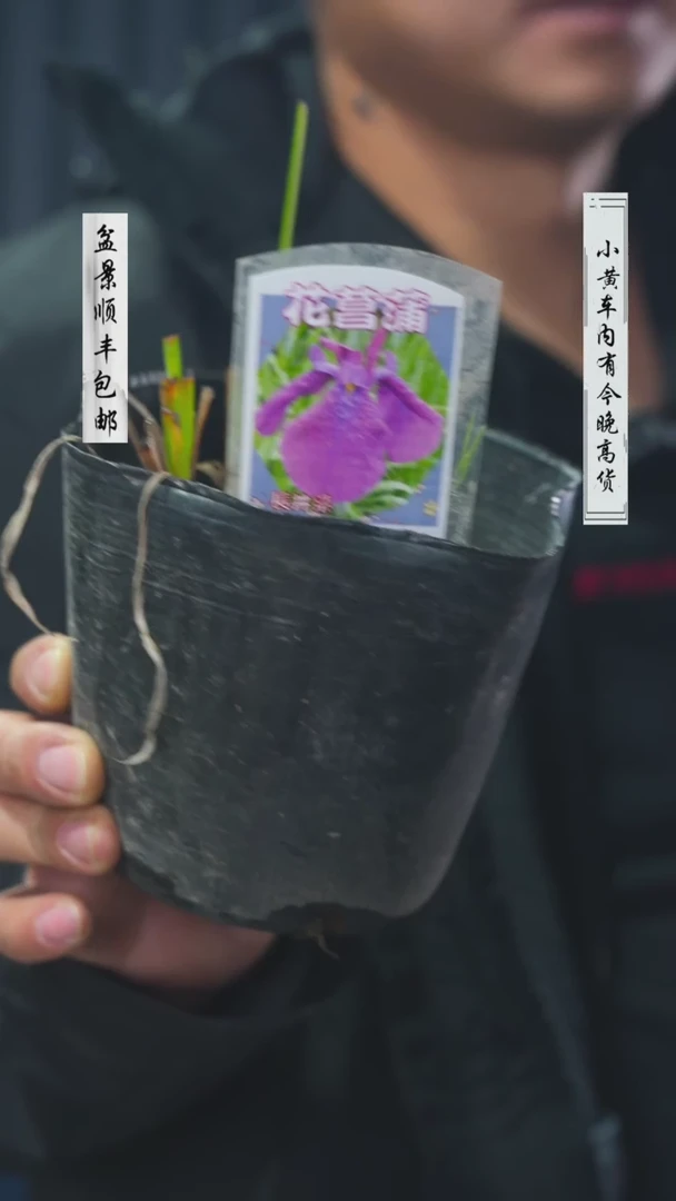 【闪购商品】-长井红千两