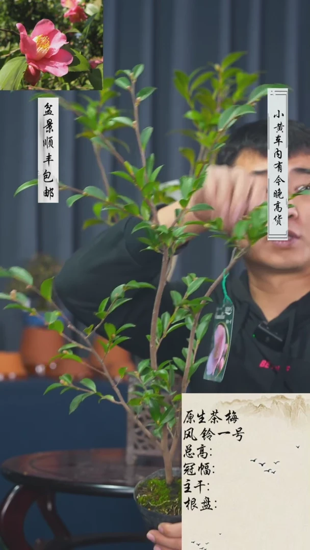 【闪购商品】-风铃一号-E60