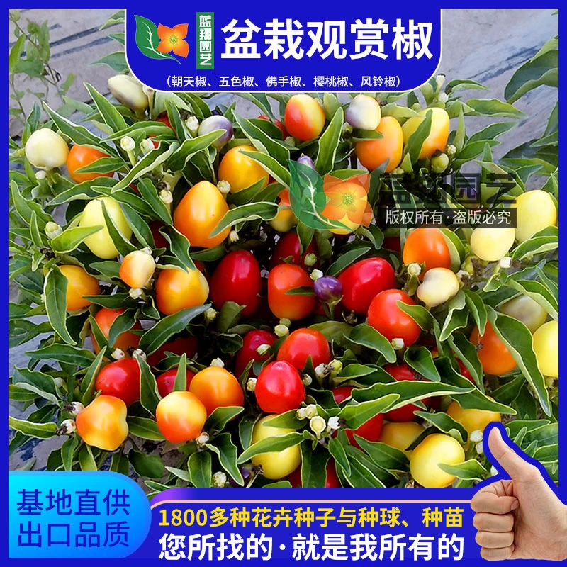 彩椒观赏椒盆栽阳台办公室观赏绿植五彩辣椒种子四季开花结果花籽