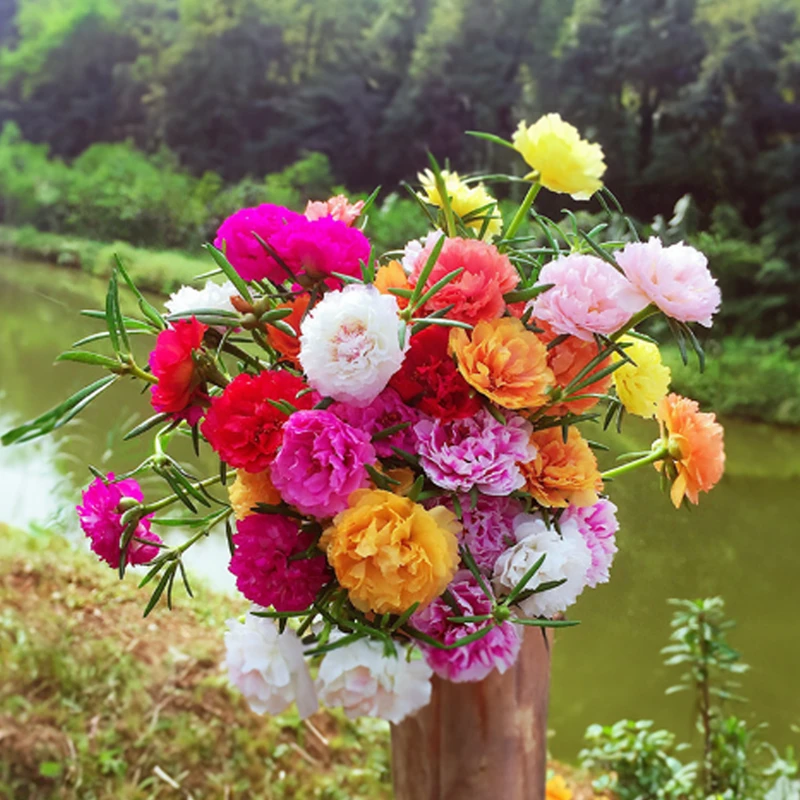 松叶牡丹重瓣太阳花种子盆栽混色四季开花阳台庭院绿植