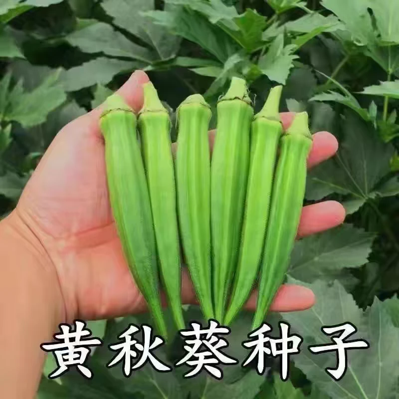 黄秋葵种子水果秋葵种籽高产红秋葵营养蔬菜种子阳台庭院四季易播