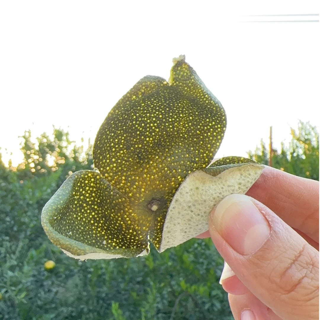 新会天马大青皮纯天然生晒