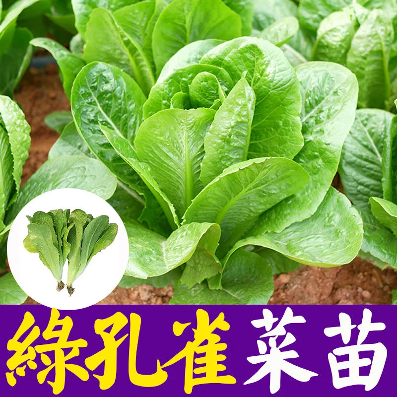 【孔雀菜苗】生菜苗秧孔雀菜苗速生蔬菜种苗四季阳台盆栽基地直发