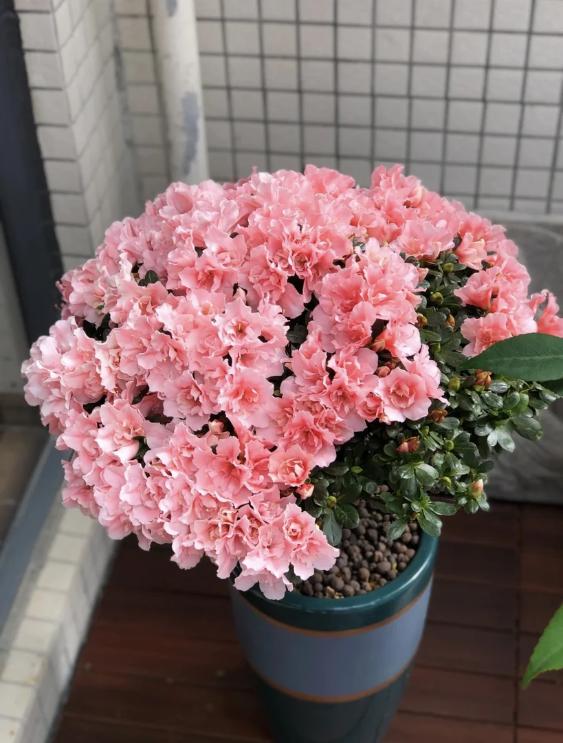 粉色杜鹃花浪漫花卉室内盆栽好养植物