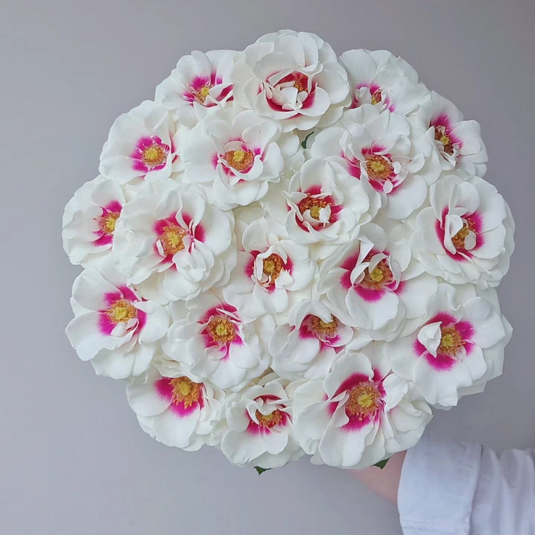 【仙女座｜桥边之约】 AA级 花心一点玫红多头玫瑰 鲜切花稀有小众