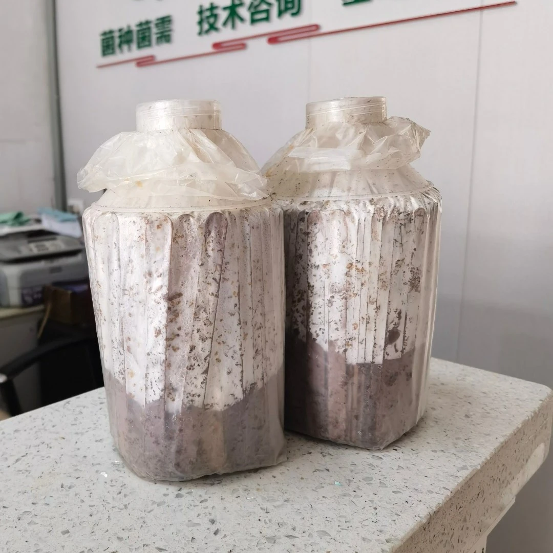 黑木耳枝条二级菌种多筋少筋品种50个