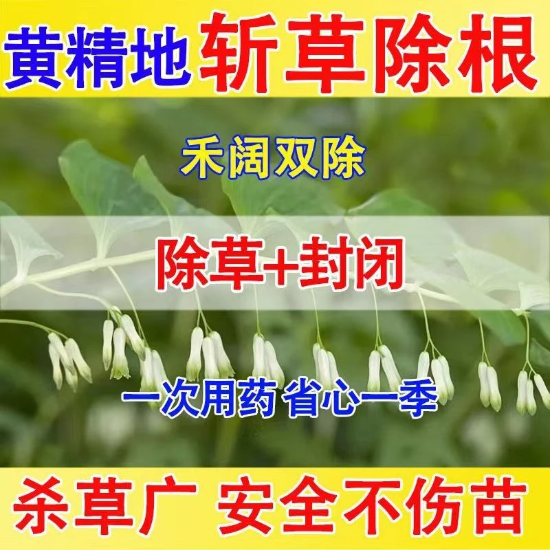 黄精苗后专用除草剂农药农用死草烂根安全高效禾阔双除不伤作物