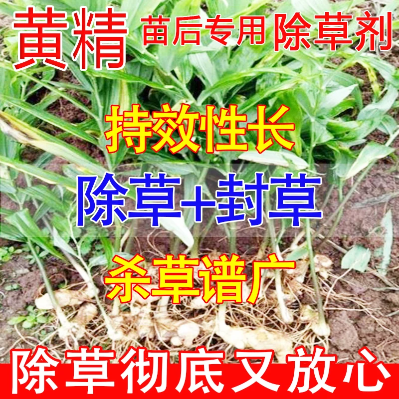 黄精除草剂高效不伤苗除草不伤土壤烂根剂一扫光除草神器除草济