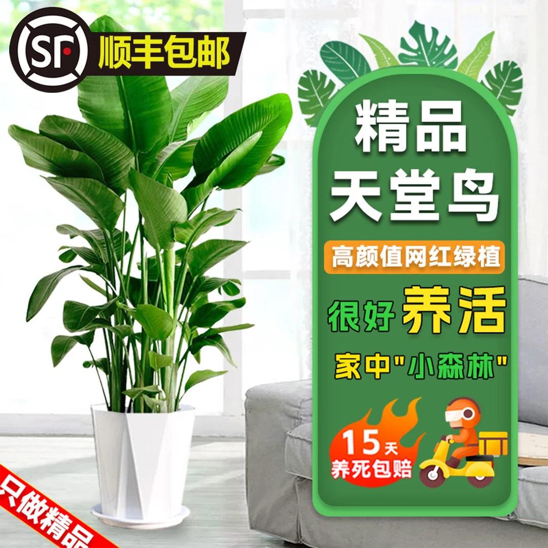 1.1米-1.2米天堂鸟盆栽净化空气办公室内鹤望兰绿植物花卉除甲醛