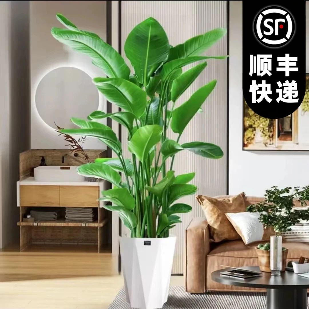 1.3米-1.5米天堂鸟盆栽鹤望兰大型绿植好养活花卉除甲醛四季常青