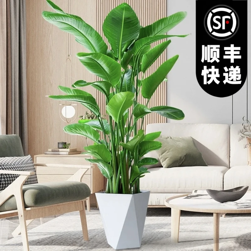 1.4米-1米5天堂鸟鹤望兰盆栽绿植客厅室内好养易活除甲醛净化空气