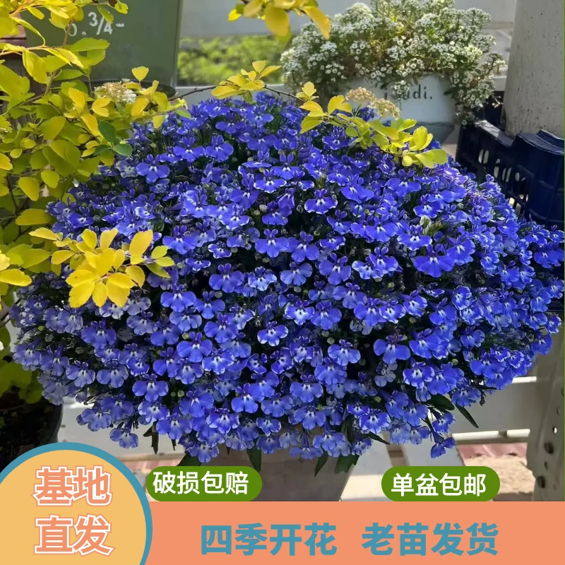 绿植园 [ 六倍利 ]盆栽带花苞发货四季开花阳台花卉植物