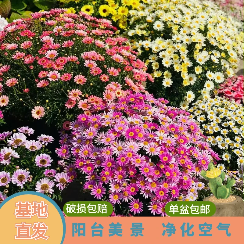 绿植园 [ 玛格丽特 ]盆栽带花苞发货四季开花阳台花卉植物