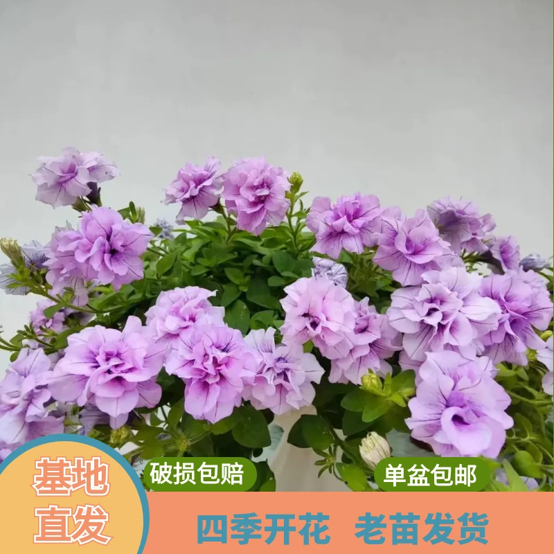 绿植园 [ 矮牵牛 ]盆栽带花苞发货开花不断四季开花阳台花卉植物