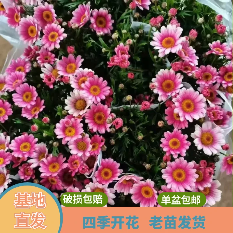 【 大盆玛格丽特】盆栽带花苞发货开花不断四季开花阳台花卉植物
