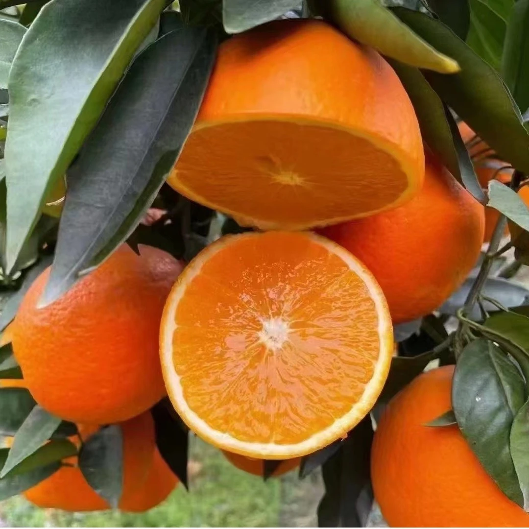 正宗重庆奉节脐橙3斤