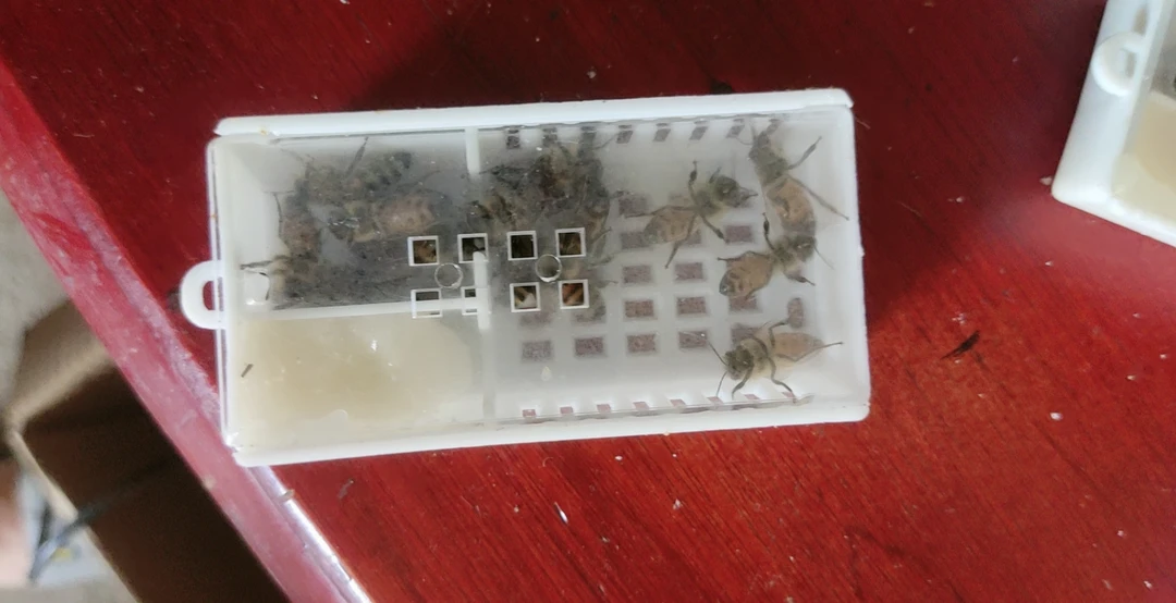 意蜂产子王蜜浆型王笼