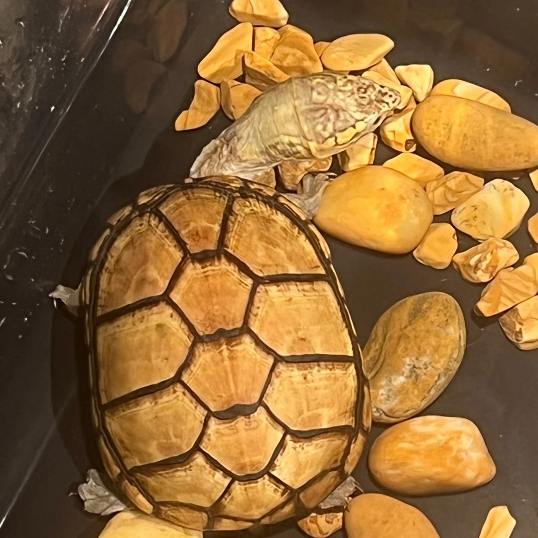 直播选龟 一龟一价