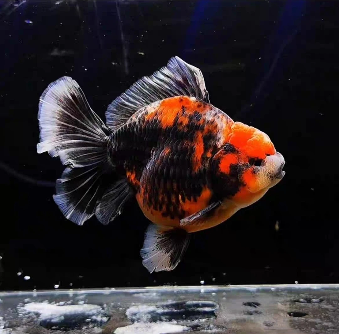 泰狮金鱼，将军、百褶、玛丽，以直播间选鱼为准