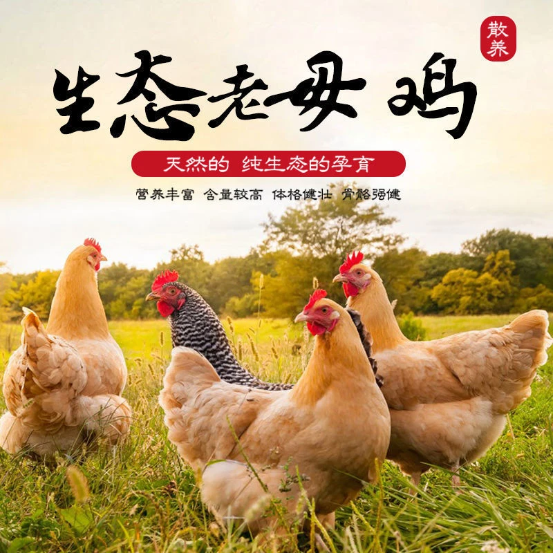 正宗农家散养老母鸡 炖汤煲汤高营养 美味母鸡汤新鲜滋补