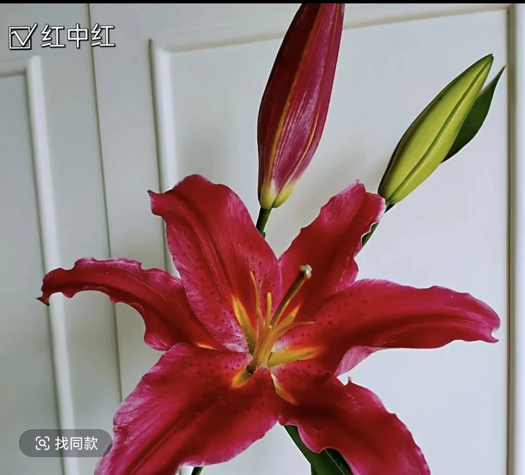 （5度以下必拍保温棉，不拍冻坏不售后）红中红香水百合（一单中通）