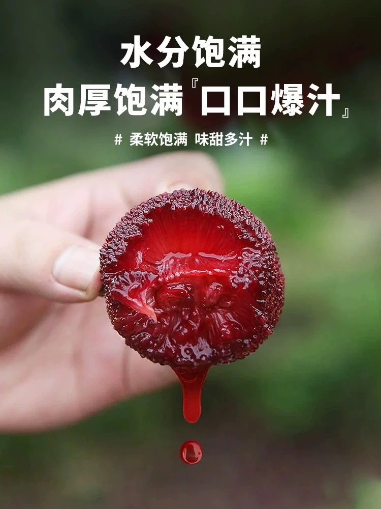 仙居荸荠黑炭杨梅颗粒酸甜新鲜采摘多汁顺丰空运江浙沪皖包邮