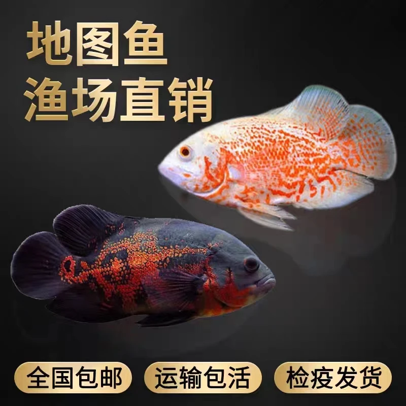 沛梵水族观赏鱼黑地图鱼白地图鱼猪仔鱼活体龙鱼鹦鹉鱼发财鱼配鱼