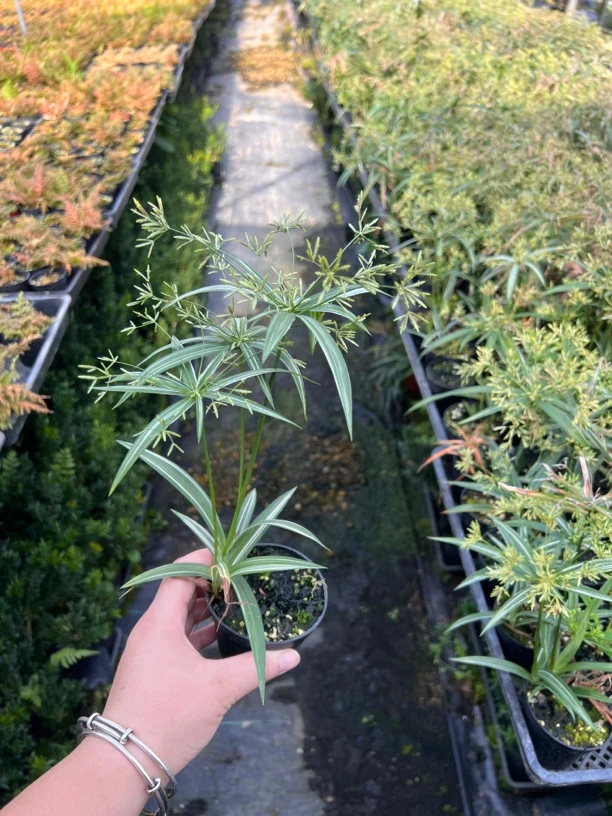 姬旱伞草花叶姬水竹水培耐阴耐水湿耐涝水陆缸生态鱼缸造景