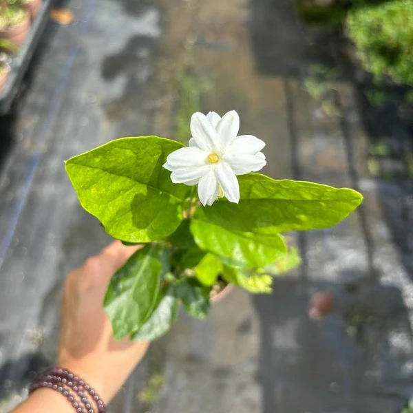 漳香茉莉重瓣勤花绿植盆栽花苗花卉阳台浓香室内