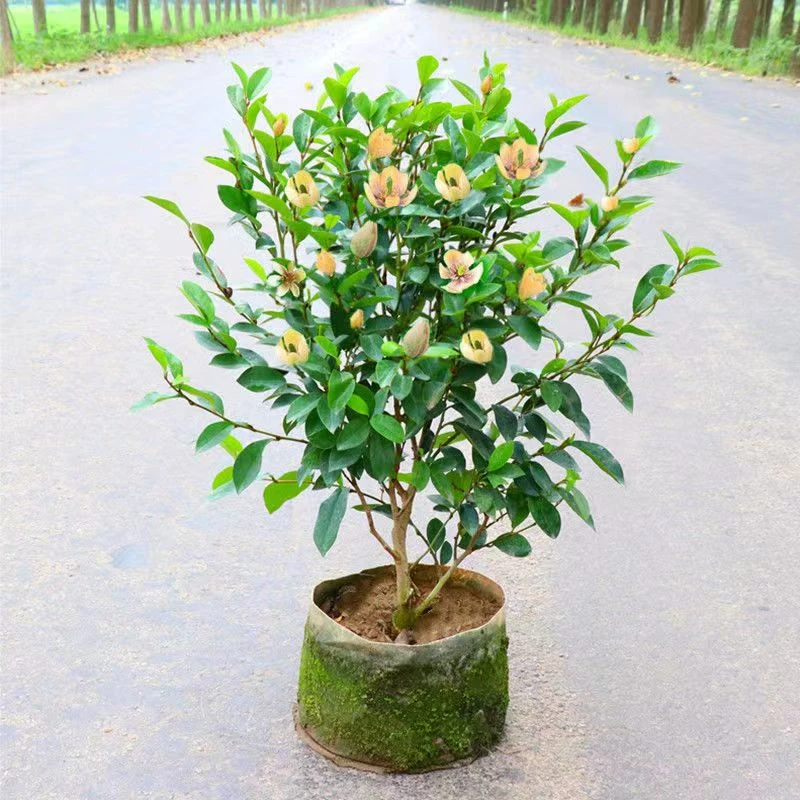 盆栽含笑树苗植物庭院阳台含笑花苗芳香型花卉耐寒耐热花黄色夏季