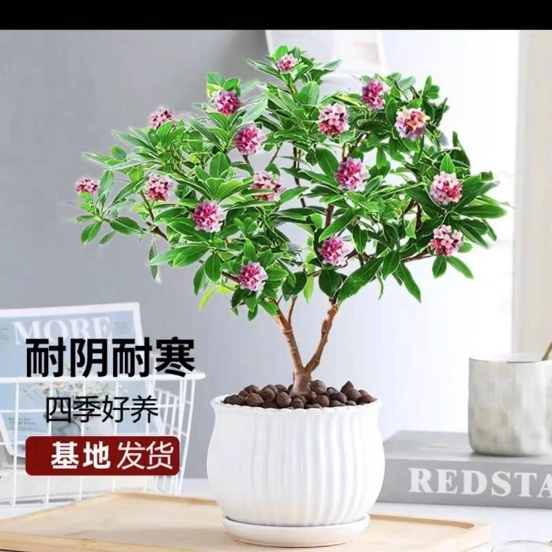 金边瑞香盆栽生长耐寒观花植物浓香花苞室外庭院阳台冬天冻不死