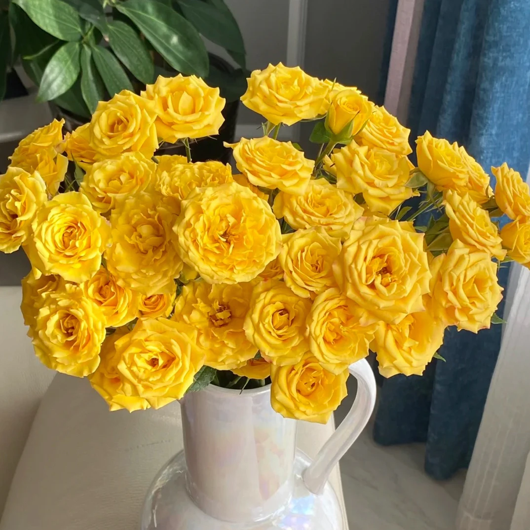 （全店3单发）梦幻芭比玫瑰10支《姜姜好鲜花》