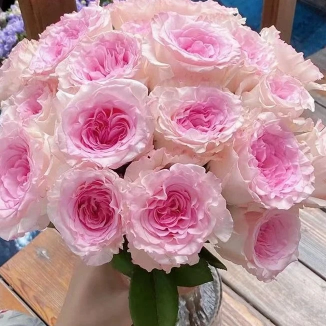 （全店3单发）洛神玫瑰20支《姜姜好鲜花》