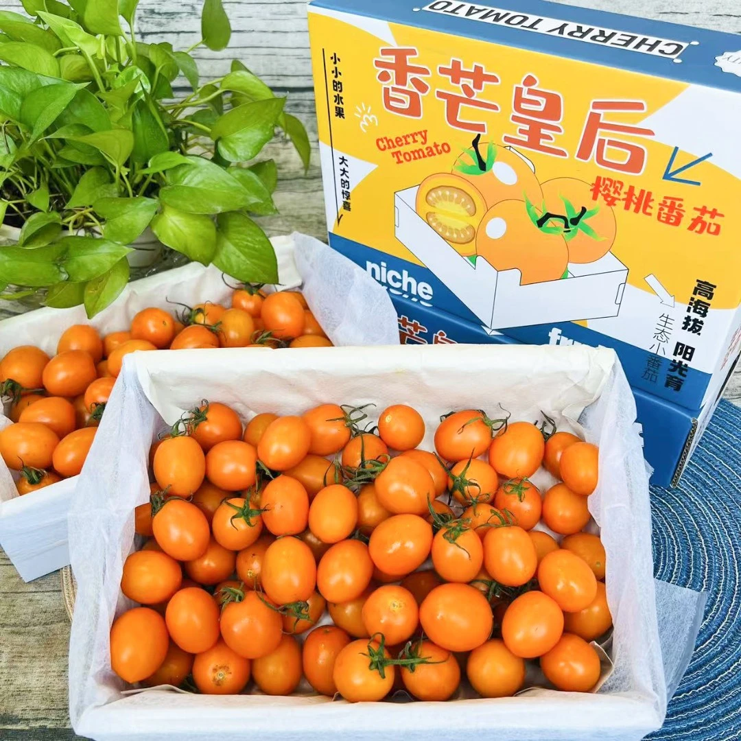 【乐鲜果园】香芒皇后黄色樱桃小番茄高海拔圣女果2.2斤 顺丰快递